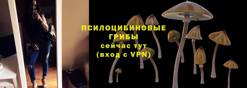 Галлюциногенные грибы GOLDEN TEACHER  kraken вход  Боготол 